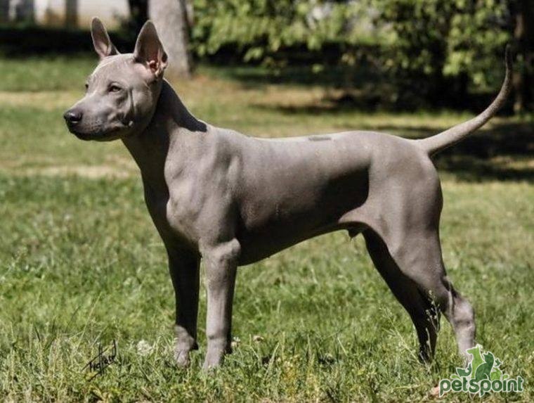 Тайский риджбек / Thai Ridgeback (Mah Thai) - PetsPoint.ru