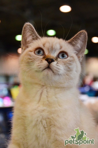 Шотландская прямоухая кошка (Скоттиш страйт) / Scottish Straight Cat -  PetsPoint.ru