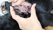 Беафар (Beaphar) Ear Cleaner Лосьон-Антисептическое средство для чистки ушей для кошек и собак 50мл Беафар (Beaphar) Ear Cleaner Лосьон-Антисептическое средство для чистки ушей для кошек и собак 50мл