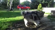 Аляскинский маламут / Alaskan Malamute