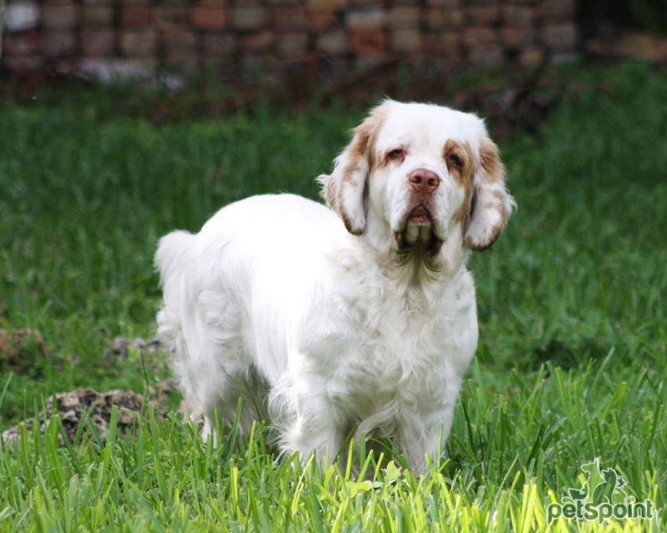 Кламбер-спаниель (Кламбер) / Clumber Spaniel - PetsPoint.ru