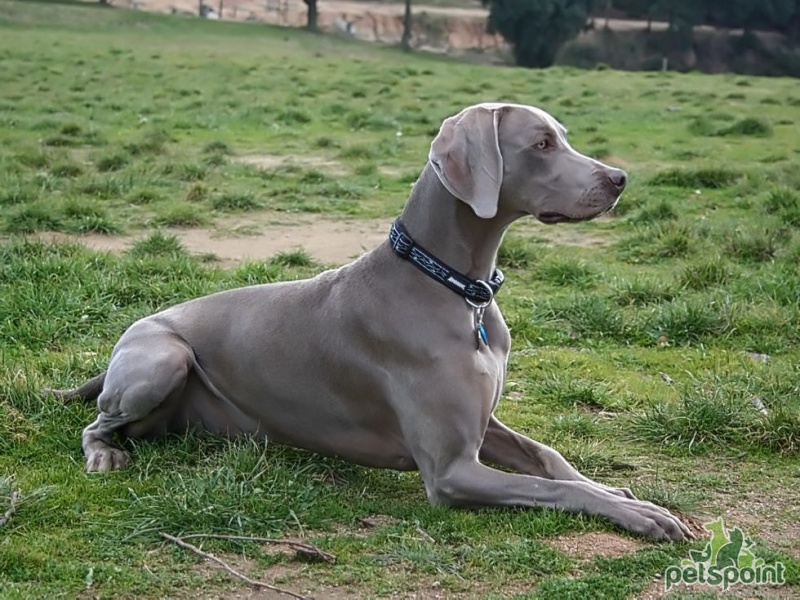 Веймаранер (Веймарская легавая) / Weimarainer (Weimaraner Vorstehhund) -  PetsPoint.ru