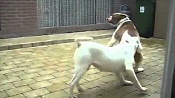 Американский бульдог / American Bulldog