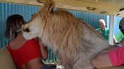 В Крыму лев залез в кабину к посетителям сафари парка и начал обниматься