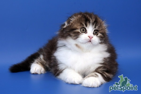 Шотландская вислоухая длинношерстная кошка (Хайленд фолд) / Highland Fold  Cat - PetsPoint.ru