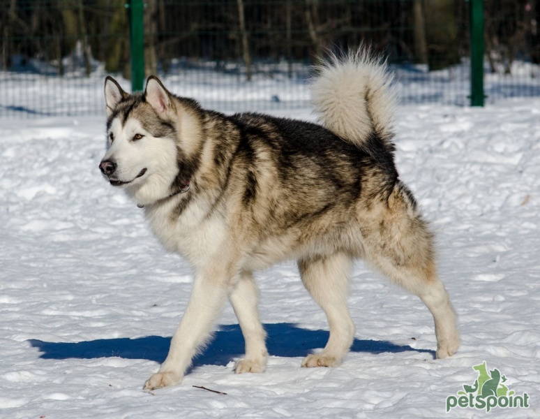 Аляскинский маламут / Alaskan Malamute - PetsPoint.ru