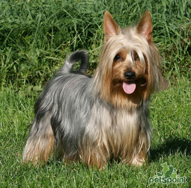 Австралийский шелковистый терьер (Силки-терьер) / Australian Silky Terrier  - PetsPoint.ru