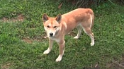 Австралийский динго / Dingo (Australian Native Dog)