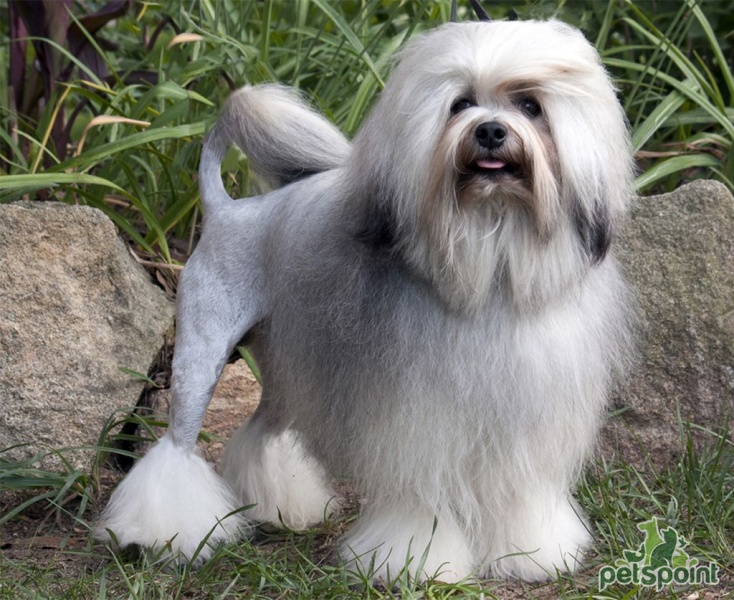 Лион бишон (Бишон лион, левхен, лоучен, львиная собака) / Lion Bichon  (Petit Chien Lion Lowchen, Little Lion Dog) - PetsPoint.ru