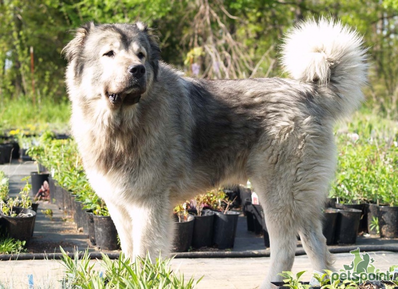 Кавказская овчарка / Caucasian Shepherd (Caucasian Sheepdog) - PetsPoint.ru