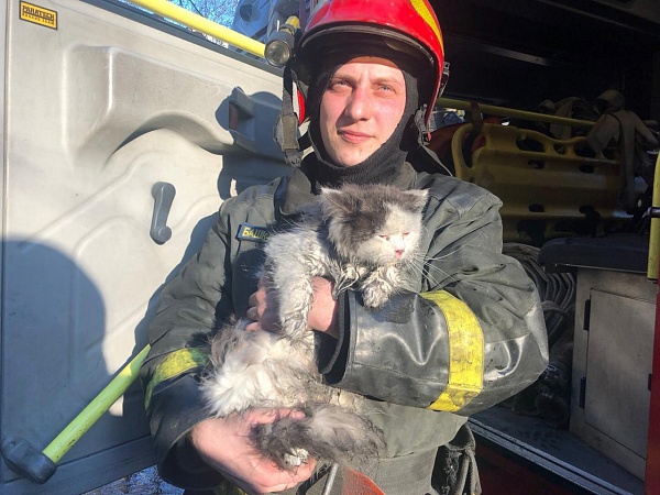 Во время пожара в Москве котик потерял сознание. Его откачали сотрудники МЧС