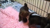 Австралийский терьер / Australian Terrier