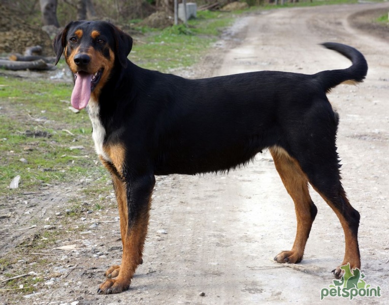 фото собаки породы трансильванская гончая
