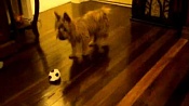 Австралийский терьер / Australian Terrier
