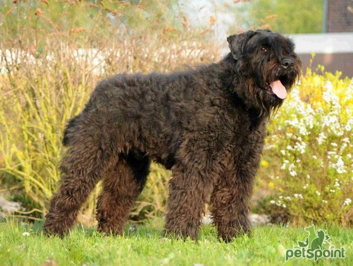 Бувье де фландр (Фландрский бувье, фландрская скотогонная собака) / Bouvier  Des Flandres - PetsPoint.ru