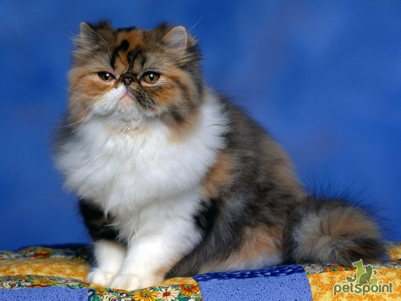 Персидская кошка (Перс) / Persian Cat - PetsPoint.ru