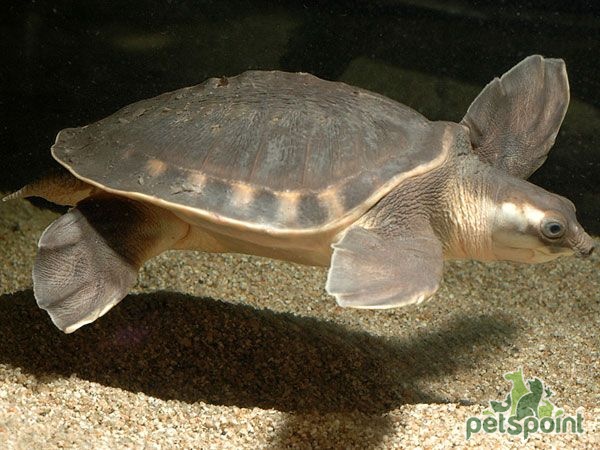 Двухкоготная черепаха (Carettochelys insculpta): особенности содержания и разведения