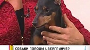 Цвергпинчер (Карликовый пинчер) / Zwergpinscher