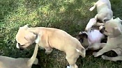 Американский питбультерьер (Питбуль) / American Pit Bull Terrier (American Pit Bull, Pit Bull Terrier)