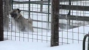 Анатолийский карабаш (Анатолийская овчарка) / Anatolian Shepherd Dog (Anatolian Karabash Dog)