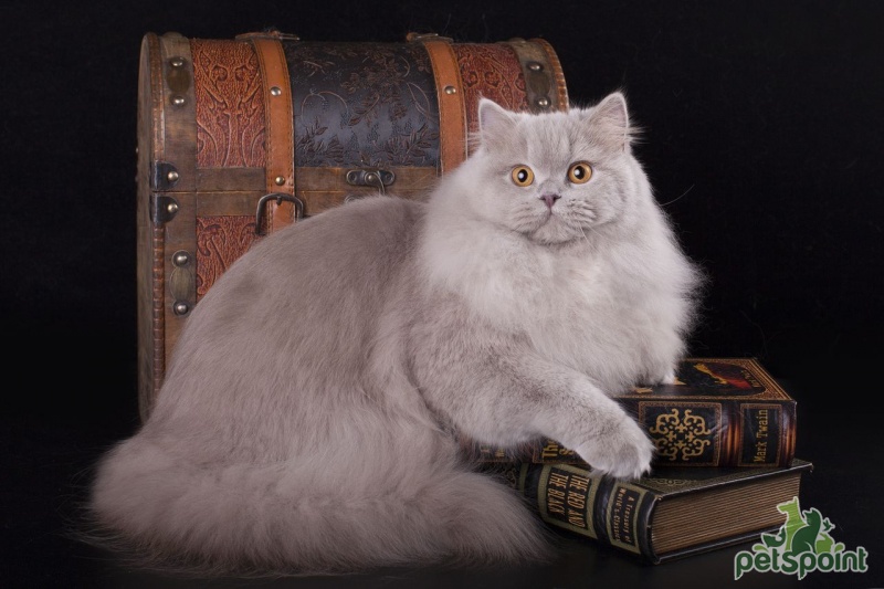 Британская длинношерстная кошка / British Longhair Cat (Britanica,  Highlander, Lowlander) - PetsPoint.ru