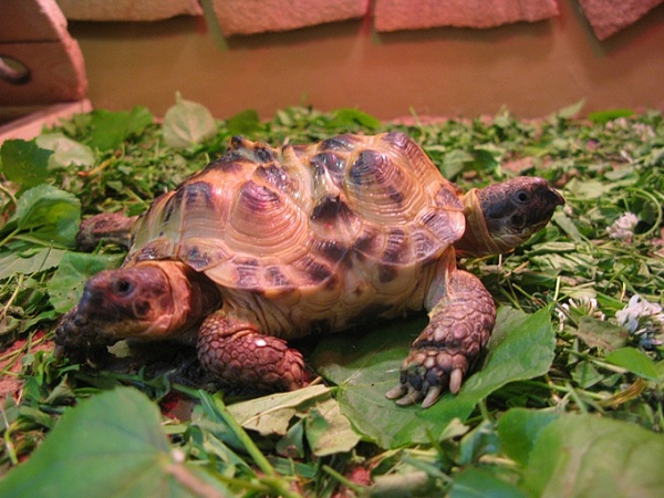 Черепаха с двумя головами в зоопарке Харькова