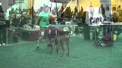 Американский голый терьер / American Hairless Terrier