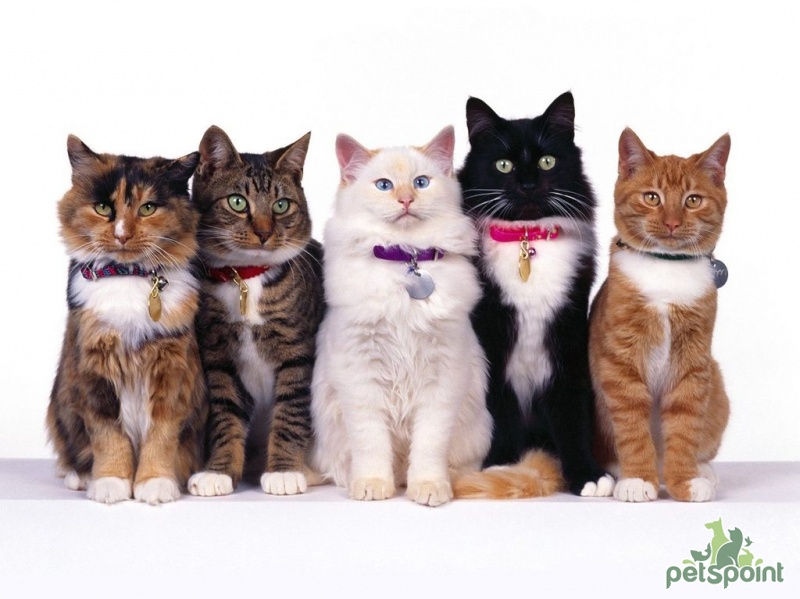 Какая кошка вам подойдет? - PetsPoint.ru