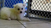 Американский эскимосский шпиц / American Eskimo Spitz