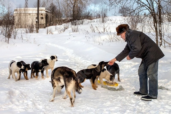 Россиянам рассказали, почему не нужно подкармливать бродячих собак