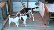 Американский фоксхаунд / American Foxhound