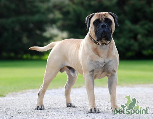 Бульмастиф (Ночная собака егеря) / Bullmastiff - PetsPoint.ru