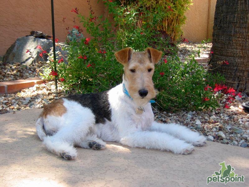 Wire sales fox pinscher