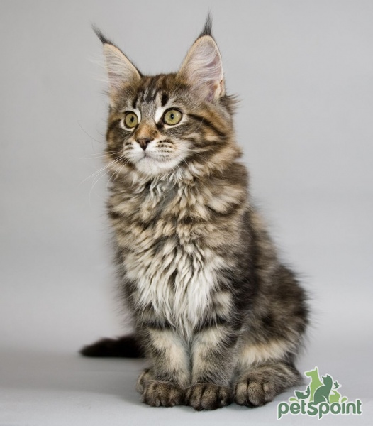 Мейн-кун (Американская енотовая кошка) / Maine Coon (American Forest Cat) -  PetsPoint.ru