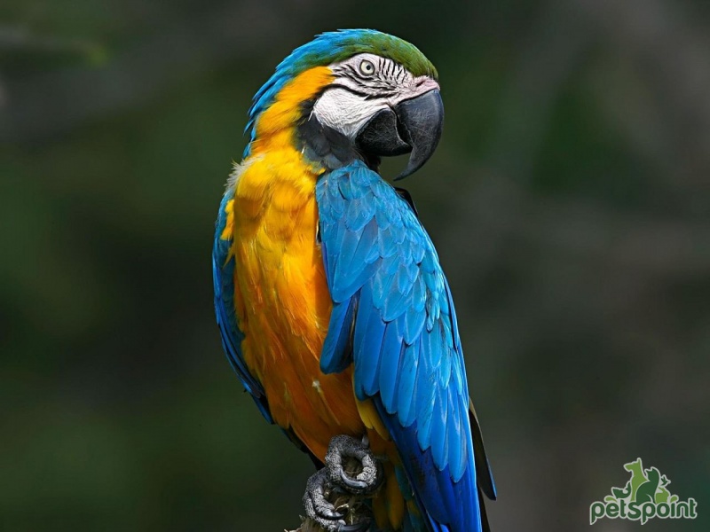природа птицы животные попугаи Синий желтый ара загрузить