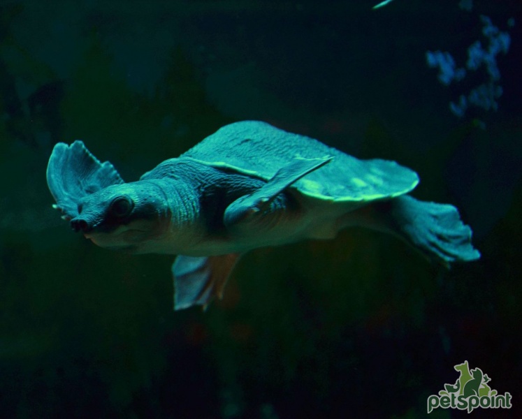 Двухкоготная черепаха (Carettochelys insculpta): особенности содержания и разведения