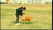 Американский стаффордширский терьер / American Staffordshire Terrier