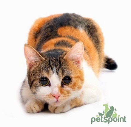 Поведение кошки в доме - PetsPoint.ru