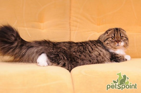 Шотландская вислоухая длинношерстная кошка (Хайленд фолд) / Highland Fold  Cat - PetsPoint.ru
