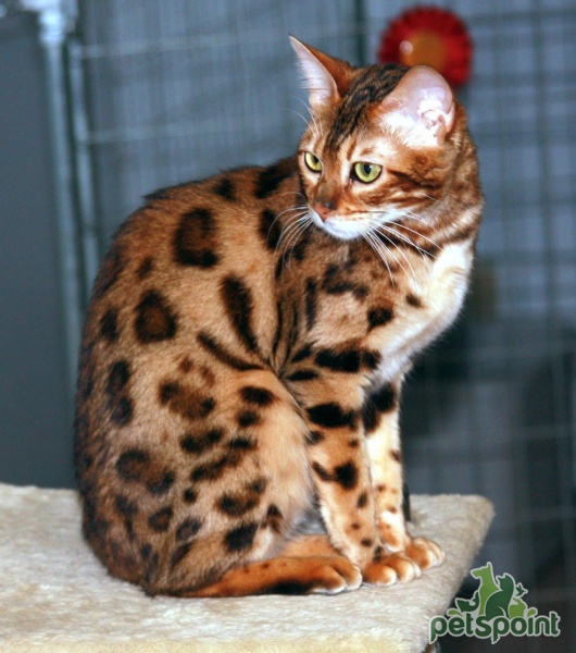 Бенгальская кошка (Бенгал) / Bengal Cat - PetsPoint.ru