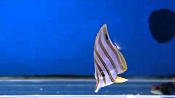 Длиннорылая рыба-бабочка (Рыба-бабочка пинцет-хелмон, носатый хелмон) / Chelmon Rostratus (Copperband Butterfly)