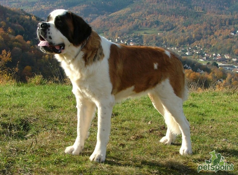 Pyrenean Mastiff - Molossoid, mountain type - Spanish dogs