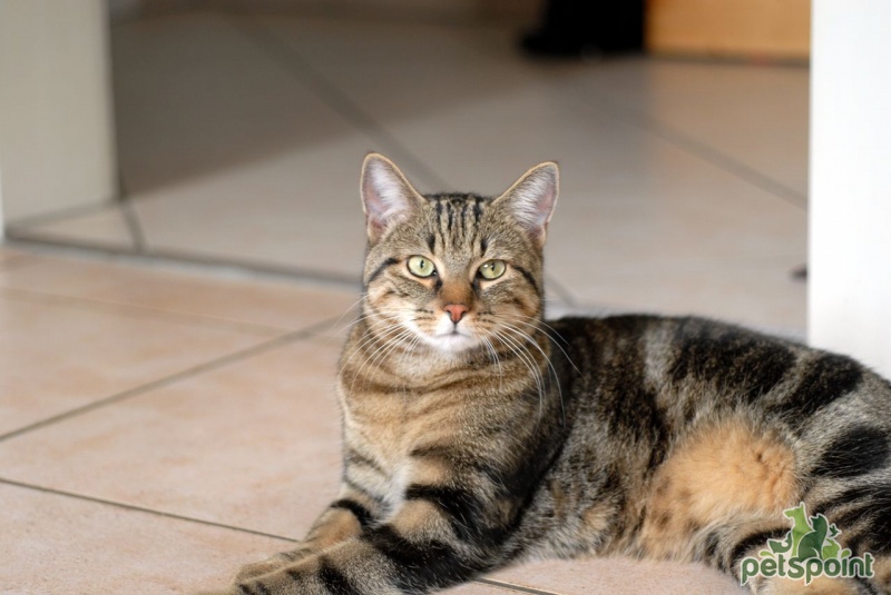 Кельтская короткошерстная кошка (Европейская короткошерстная кошка) /  Celtic Cat (European Shorthair Cat) - PetsPoint.ru