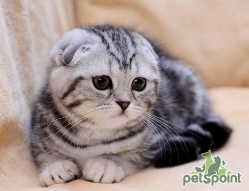 Чем кормить шотландского котенка? - PetsPoint.ru