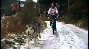 Маламут (Аляскинский маламут) / Alaskan Malamute