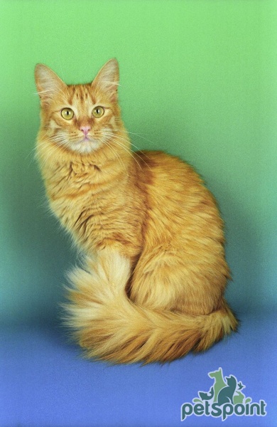 турецкая ангора кошка рыжая