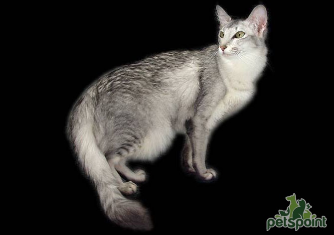 Мандарин (Восточная длинношерстная кошка) / Mandarin Cat (Oriental Longhair  Cat) - PetsPoint.ru
