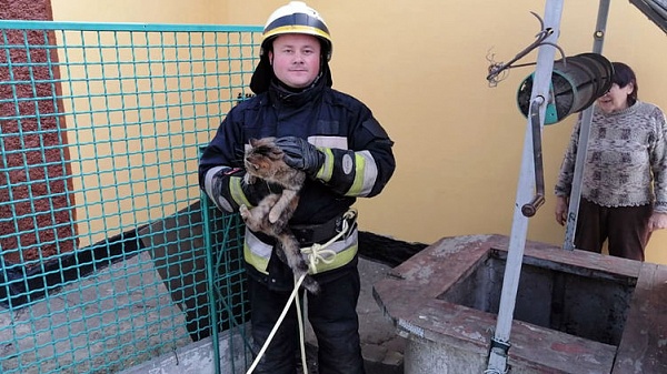 В Днепре пятеро спасателей помогли коту, который упал в колодец, выбраться на свободу