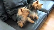 Австралийский шелковистый терьер (Силки-терьер) / Australian Silky Terrier