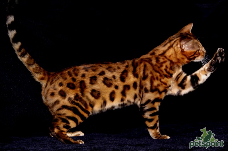 котенок с тигровым окрасом скачать